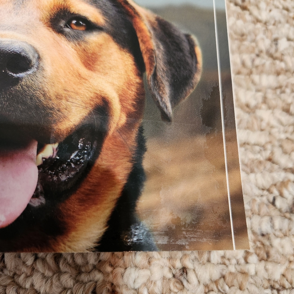 A Dog's Way Home Paperback - Picture 2 of 7